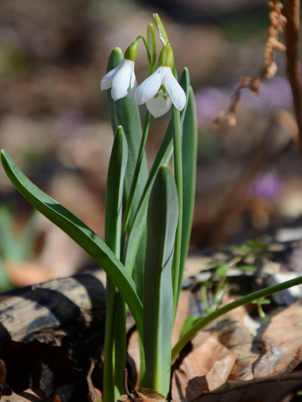 Изображение особи Galanthus caucasicus.