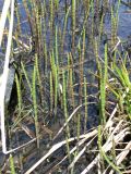 Equisetum fluviatile