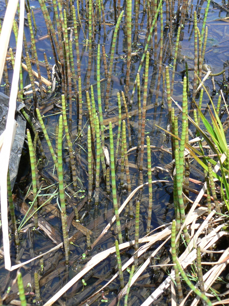 Image of Equisetum fluviatile specimen.