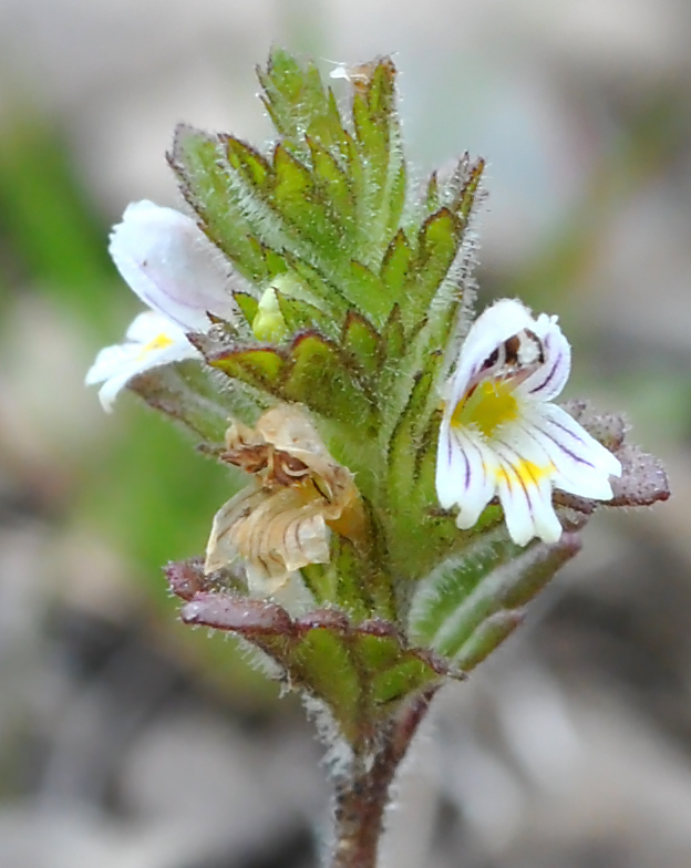 Изображение особи Euphrasia krylovii.