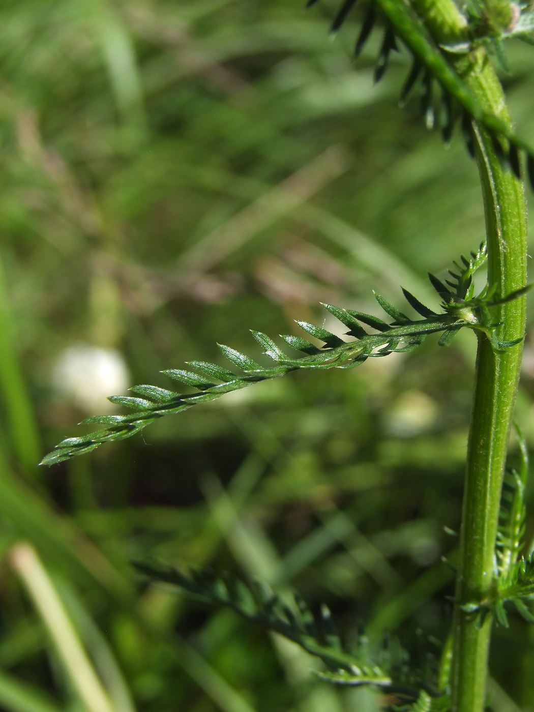 Image of Achillea impatiens specimen.