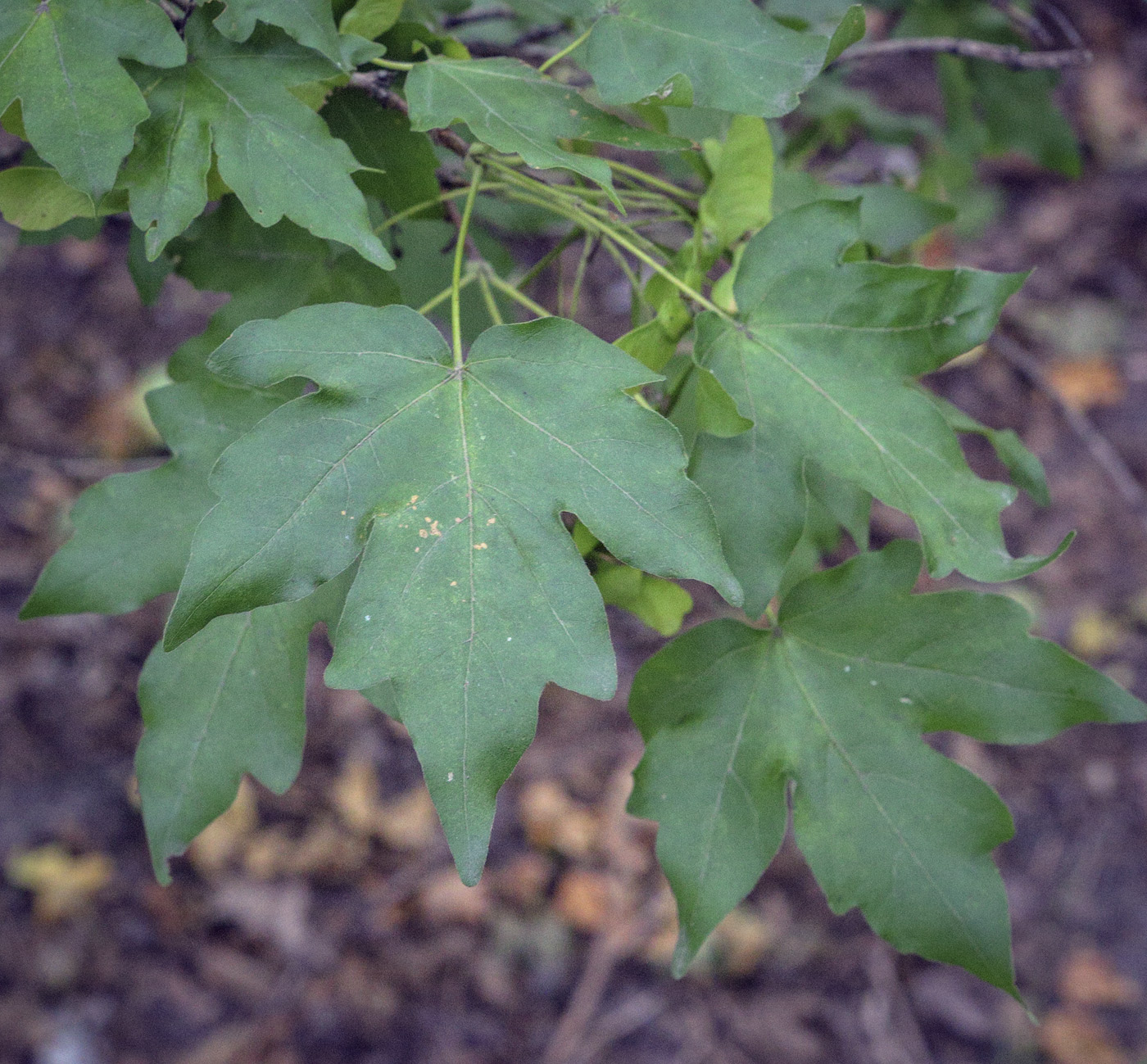 Image of Acer campestre specimen.