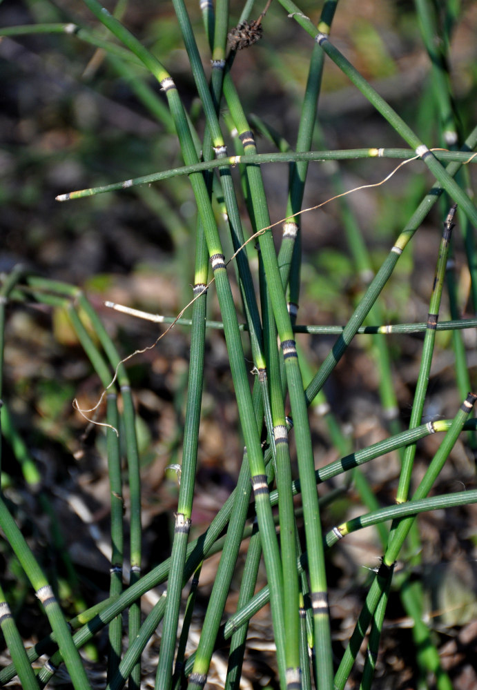 Изображение особи Equisetum hyemale.