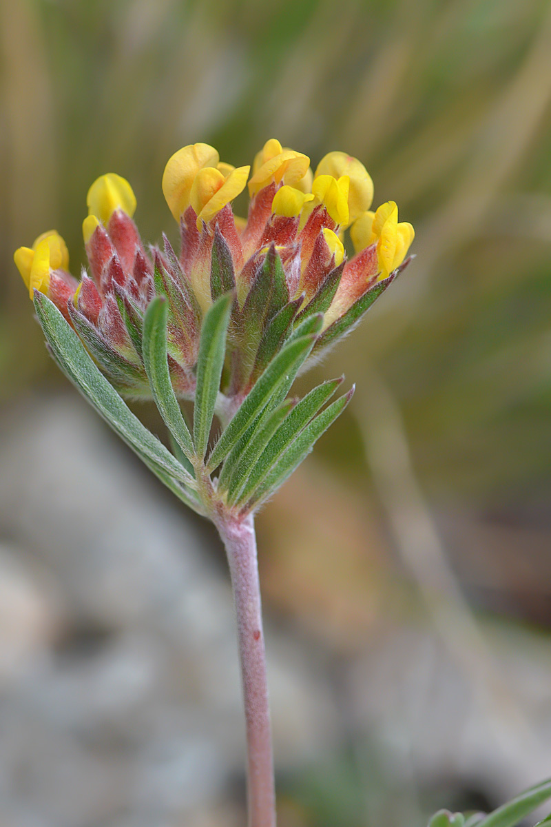 Изображение особи Anthyllis lachnophora.