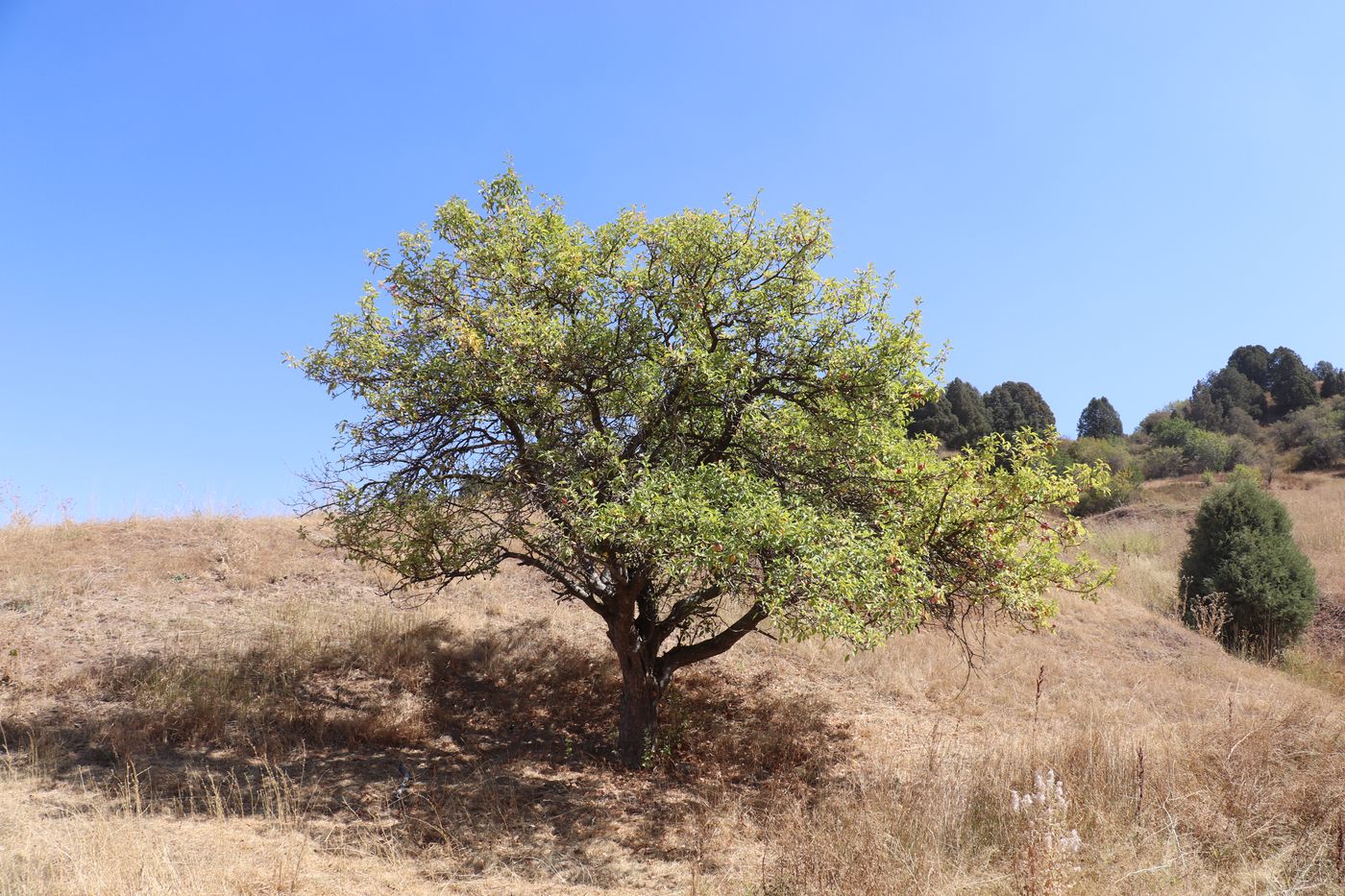 Image of Malus sieversii specimen.