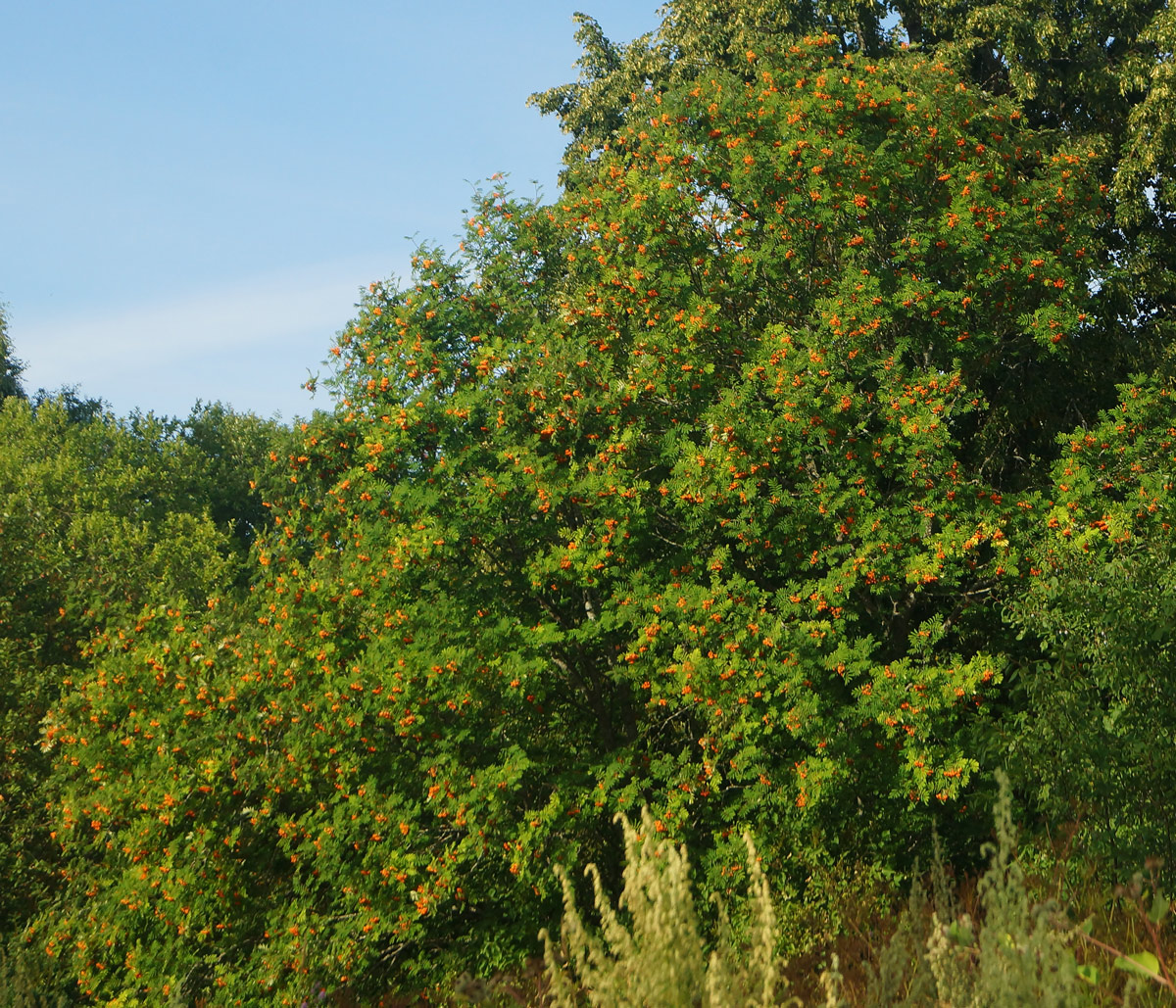 Image of Sorbus aucuparia specimen.