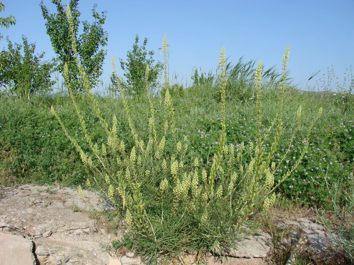 Изображение особи Reseda lutea.