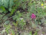 genus Astragalus. Цветущее растение. Азербайджан, Шамкирский р-н, Дзегам, известняковые холмы. 17.04.2010.