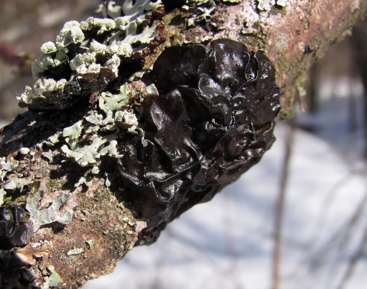 Изображение особи семейство Collemataceae.