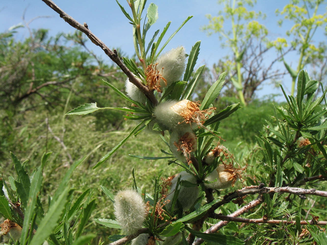 Изображение особи Amygdalus petunnikowii.