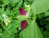 Trillium sulcatum. Цветок (вид со стороны чашечки). Москва, филиал Ботсада МГУ \"Аптекарский огород\", теневой сад, в культуре. 10.05.2022.