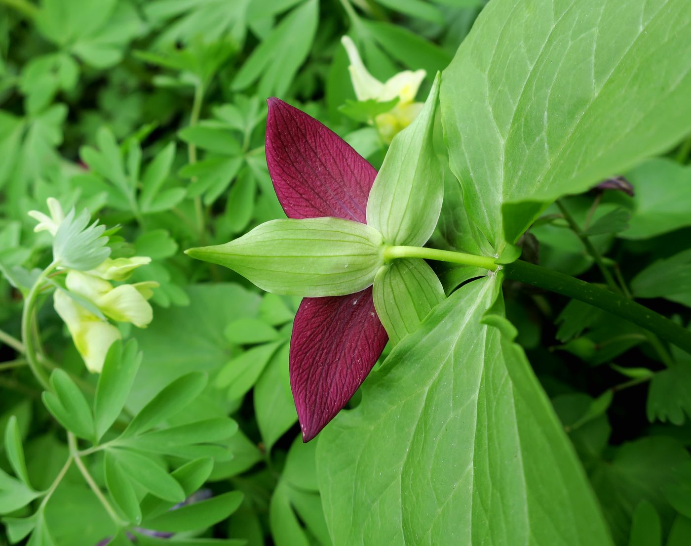 Изображение особи Trillium sulcatum.