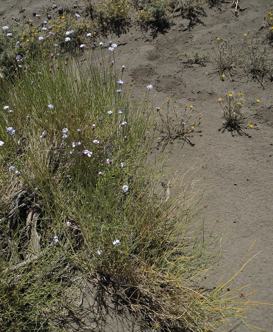 Изображение особи Junellia spathulata.