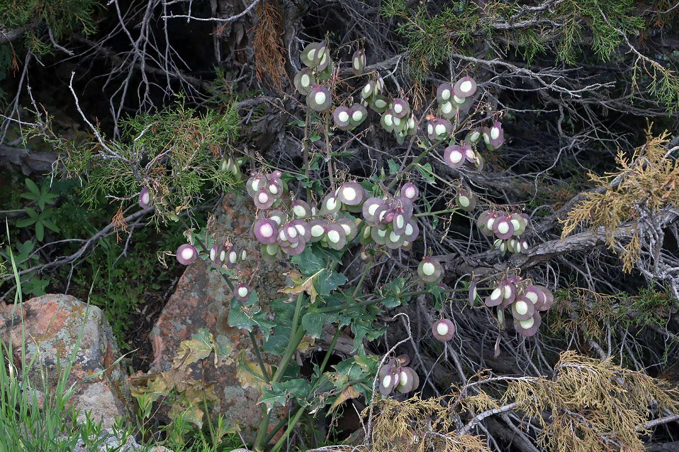 Image of Megacarpaea orbiculata specimen.