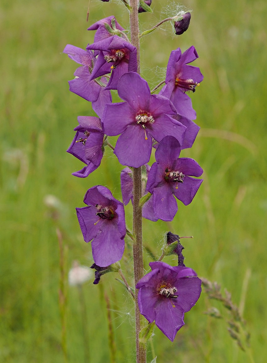 Image of Verbascum phoeniceum specimen.