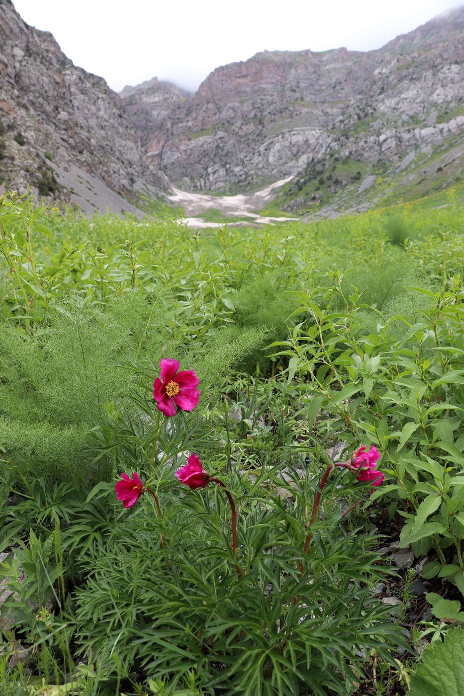 Изображение особи Paeonia hybrida.