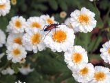 Pyrethrum parthenium