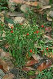 Solanum pseudocapsicum. Плодоносящее растение. Республика Абхазия, г. Сухум. 22.08.2009.