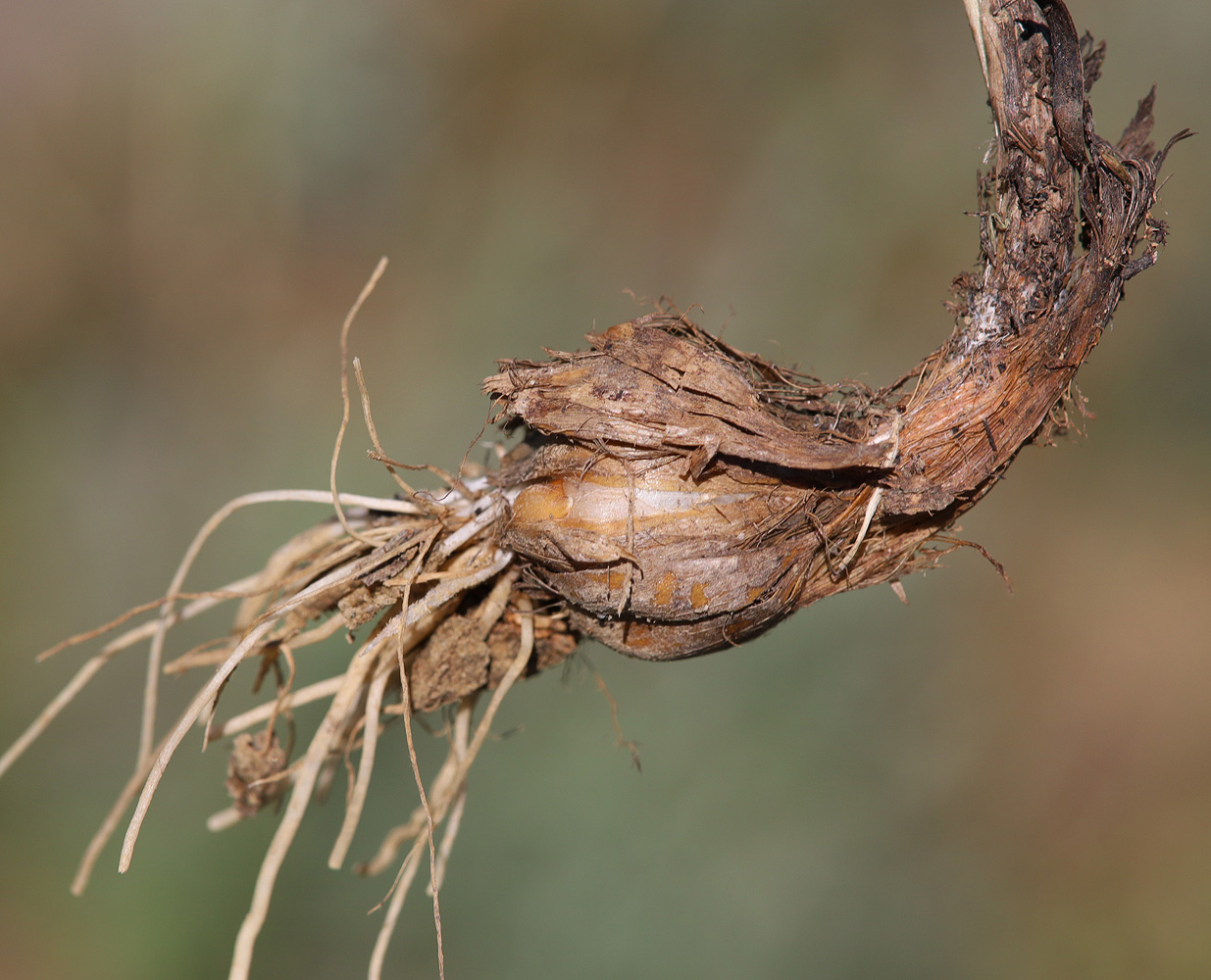 Image of Allium atroviolaceum specimen.