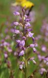 Dactylorhiza iberica. Соцветие. Горный Крым, Главная гряда, ручей Суат, влажная луговина. 15 июля 2022 г.