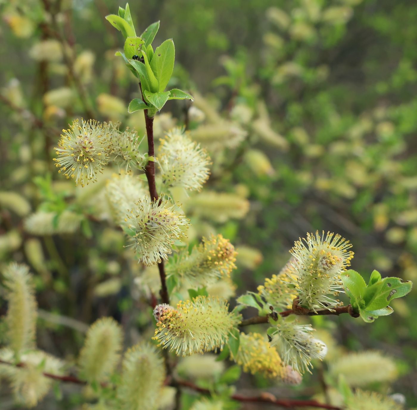 Image of Salix myrsinifolia specimen.