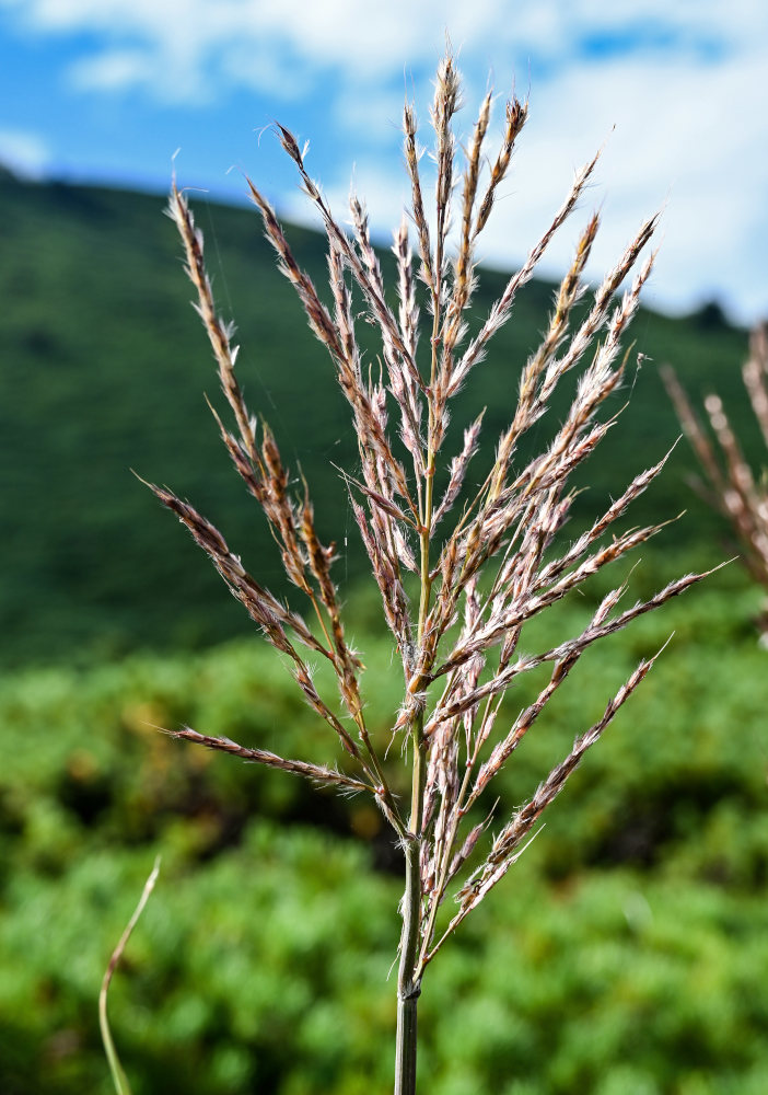 Изображение особи Miscanthus sinensis.