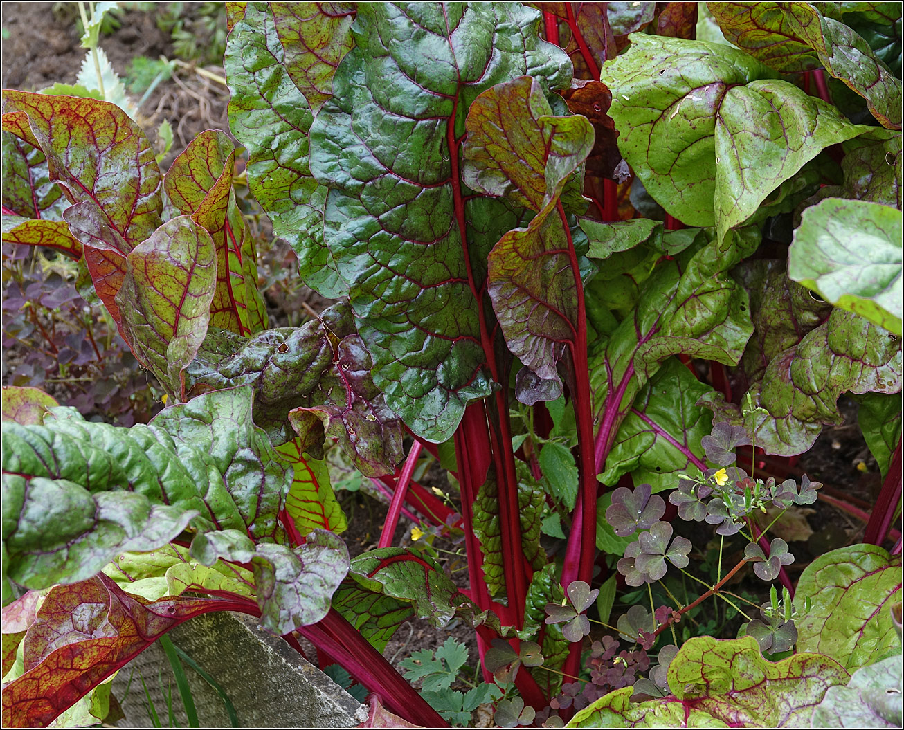 Image of Beta vulgaris ssp. cicla specimen.