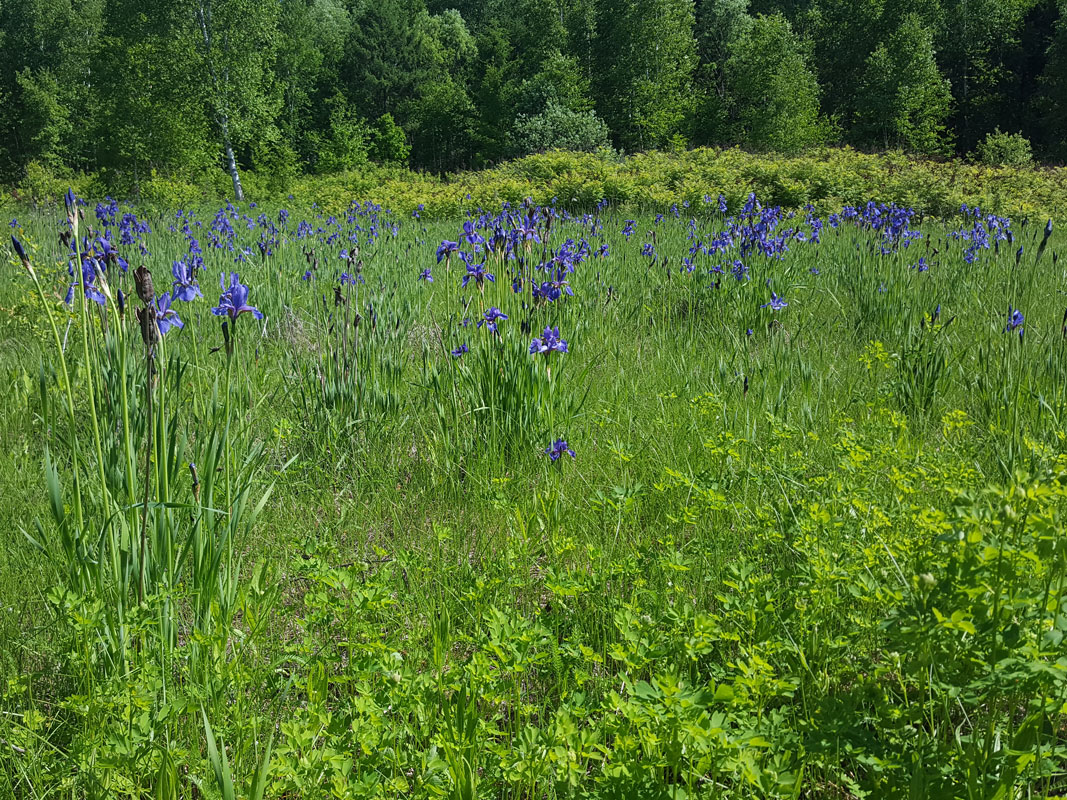 Image of Iris sanguinea specimen.