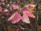 Cotinus coggygria