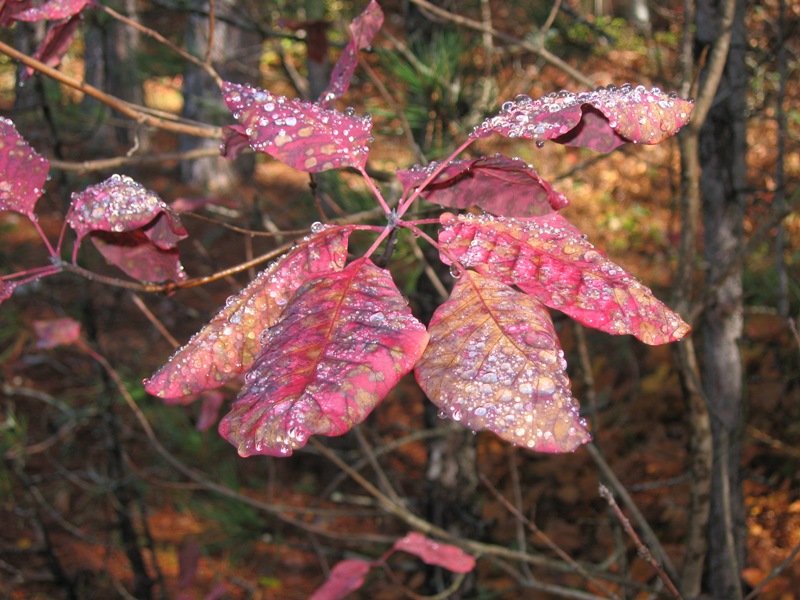 Изображение особи Cotinus coggygria.