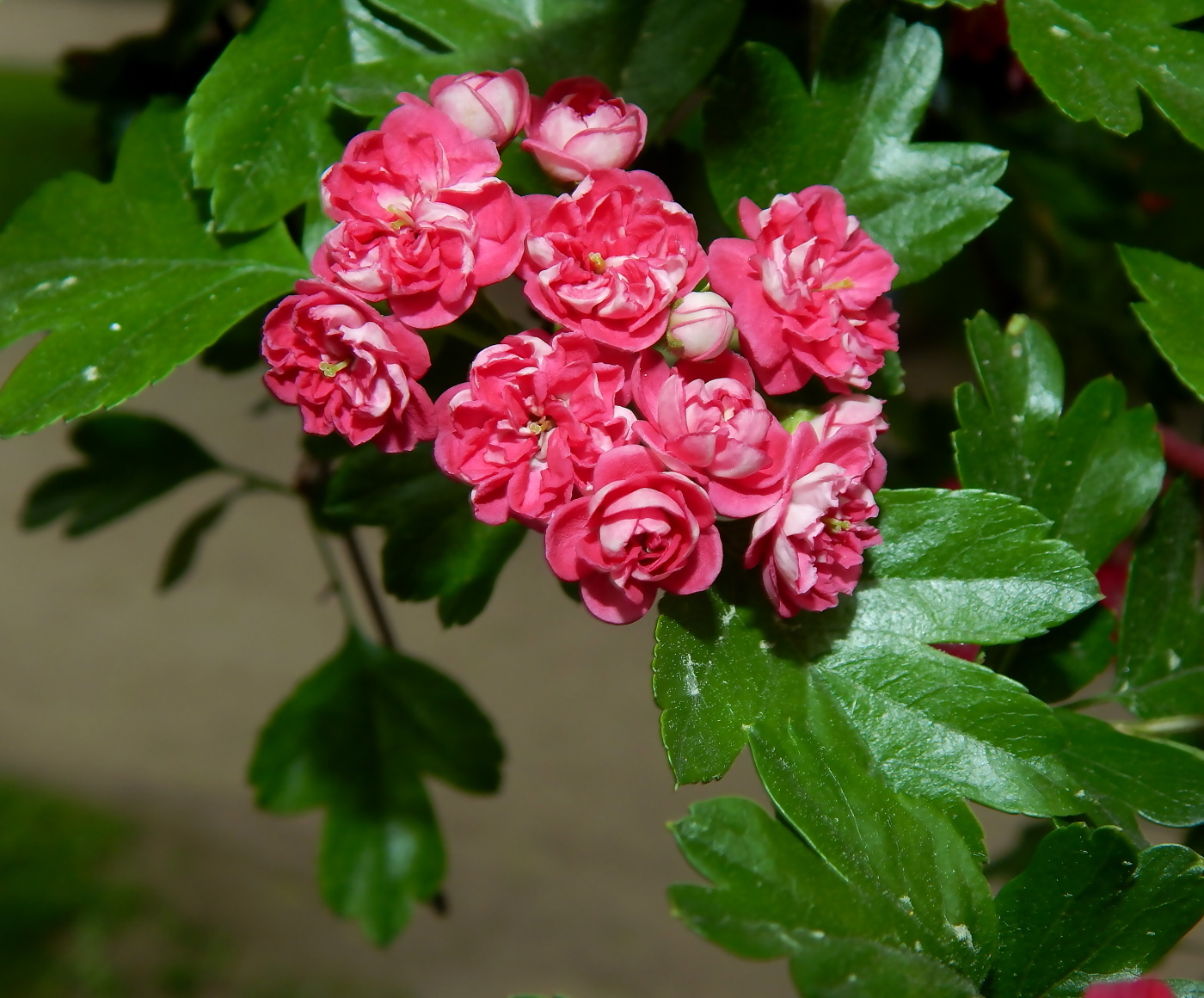 Image of Crataegus &times; media specimen.