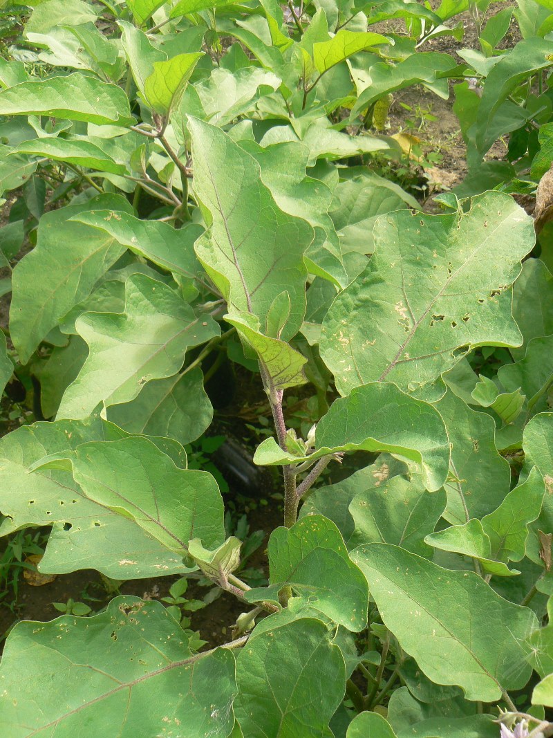 Image of Solanum melongena specimen.