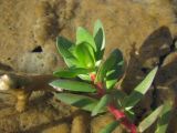 Lythrum hyssopifolia. Верхушка побега. Краснодарский край, Сочи, Адлерский р-н, окр. с. Ахштырь, заброшенный карьер, в луже. 07.12.2022.