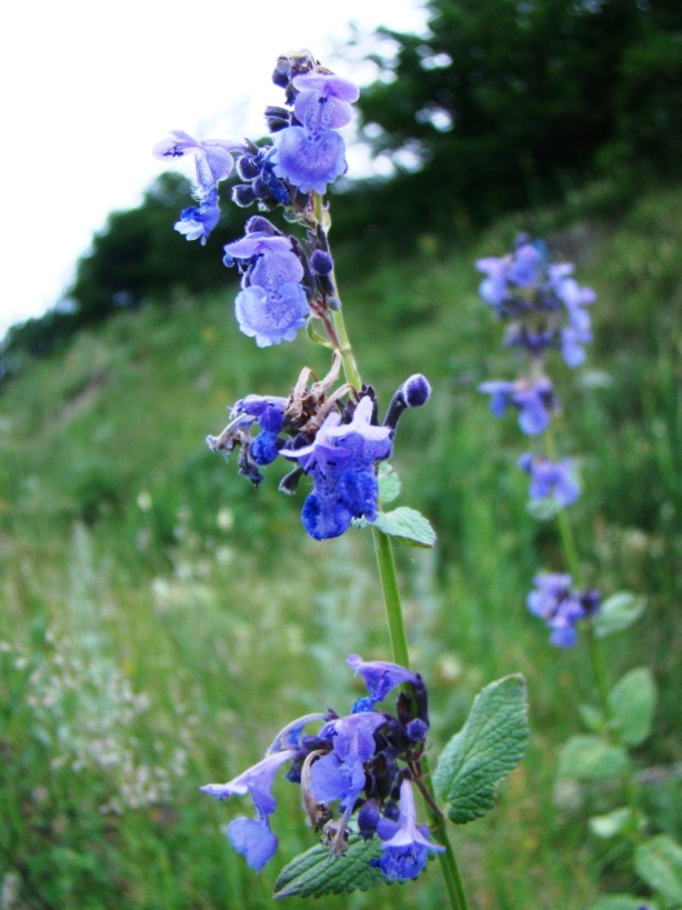 Image of Nepeta teucriifolia specimen.