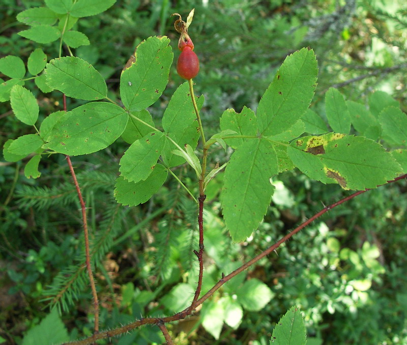 Изображение особи Rosa acicularis.