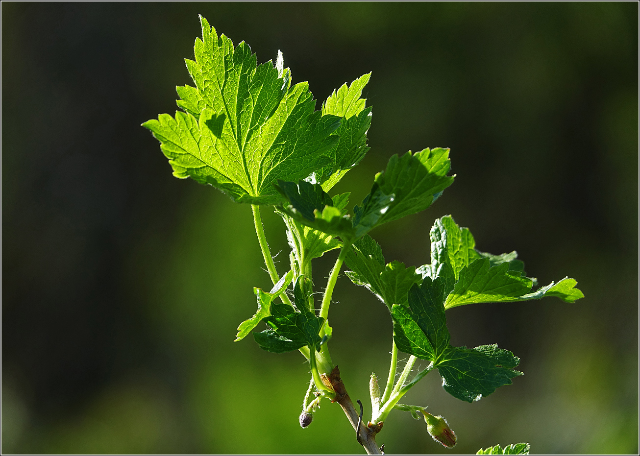 Image of Ribes &times; nidigrolaria specimen.