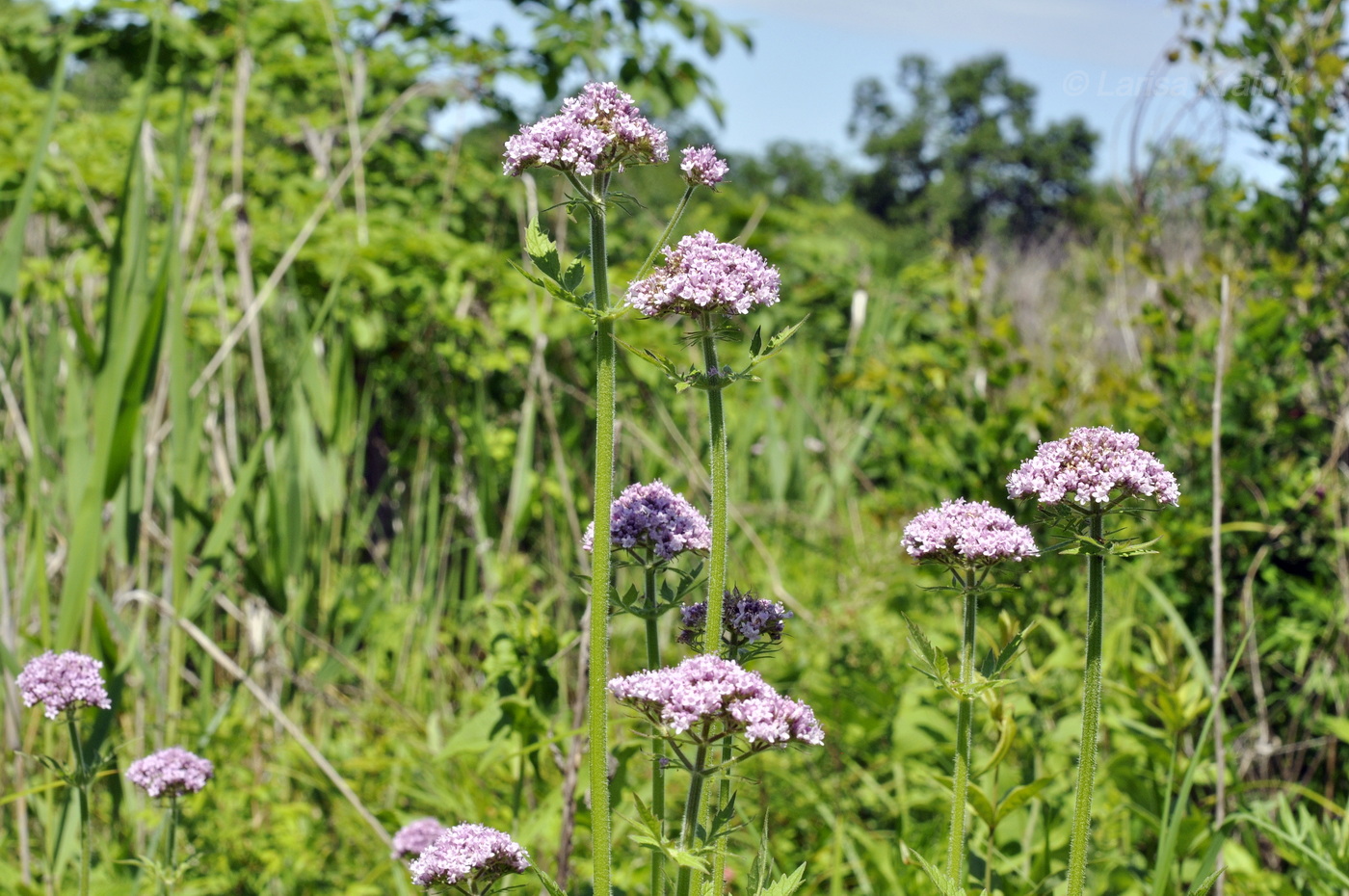 Image of Valeriana amurensis specimen.