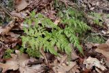 Asplenium adiantum-nigrum