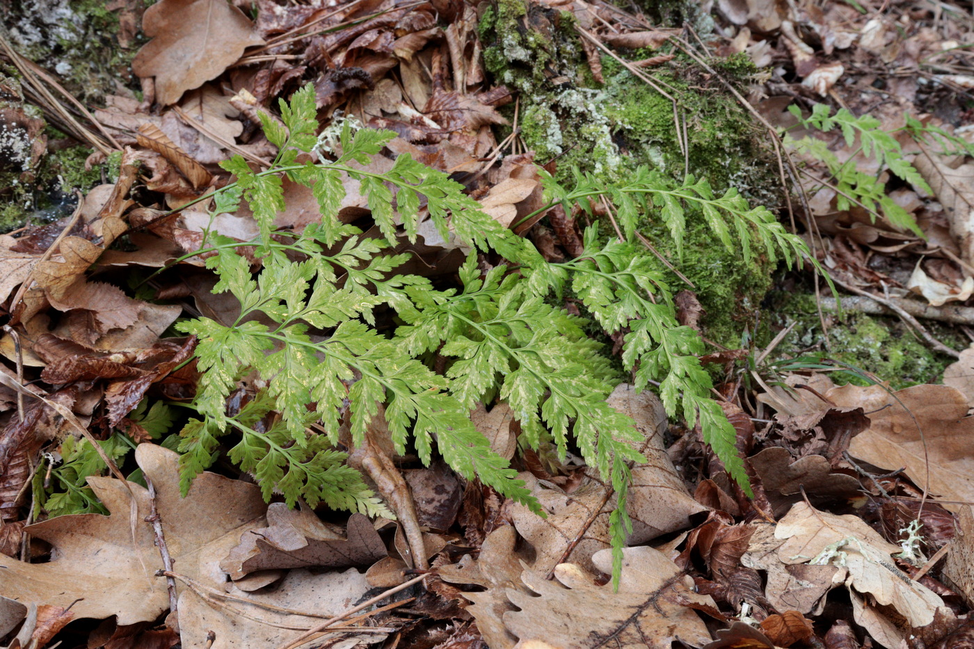 Image of Asplenium adiantum-nigrum specimen.