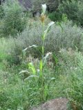 Zea mays. Цветущее растение. Беларусь, Гродненская обл., г. Новогрудок, рудеральное сообщество на свежей песчаной насыпи. 27.08.2021.