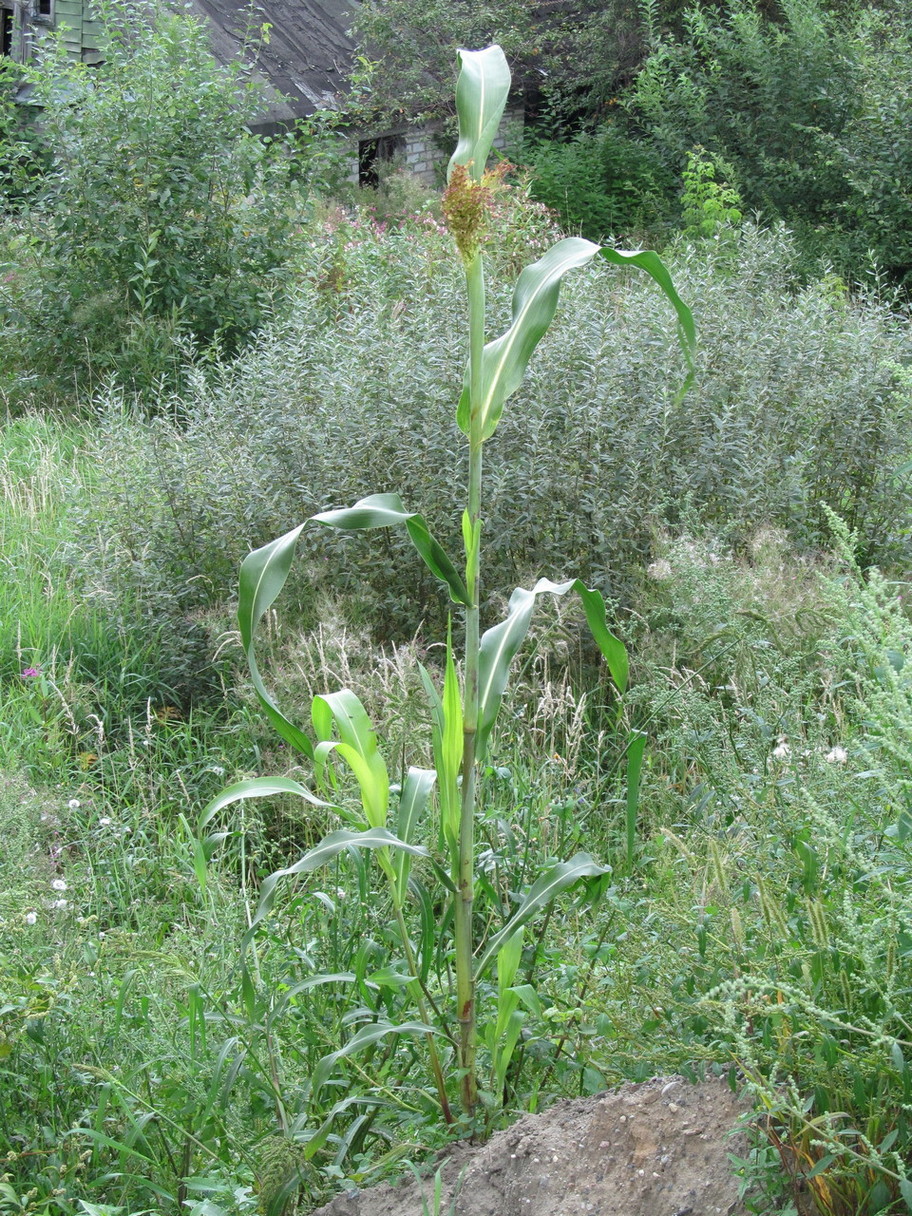 Image of Zea mays specimen.