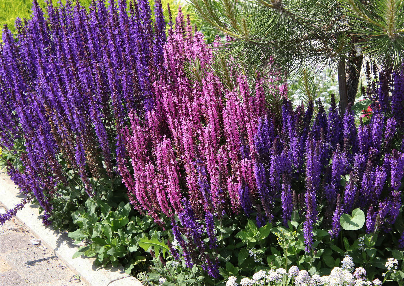Image of Salvia nemorosa specimen.