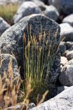 Festuca richardsonii