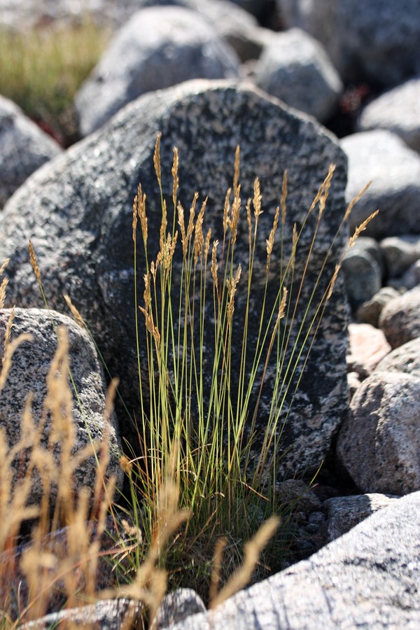 Изображение особи Festuca richardsonii.