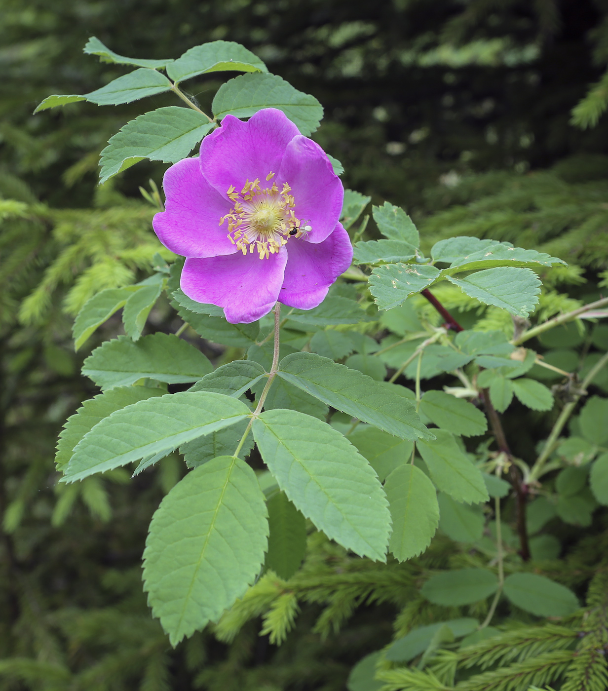 Image of Rosa cinnamomea specimen.
