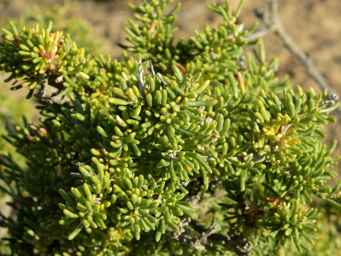 Image of Salsola arbusculiformis specimen.