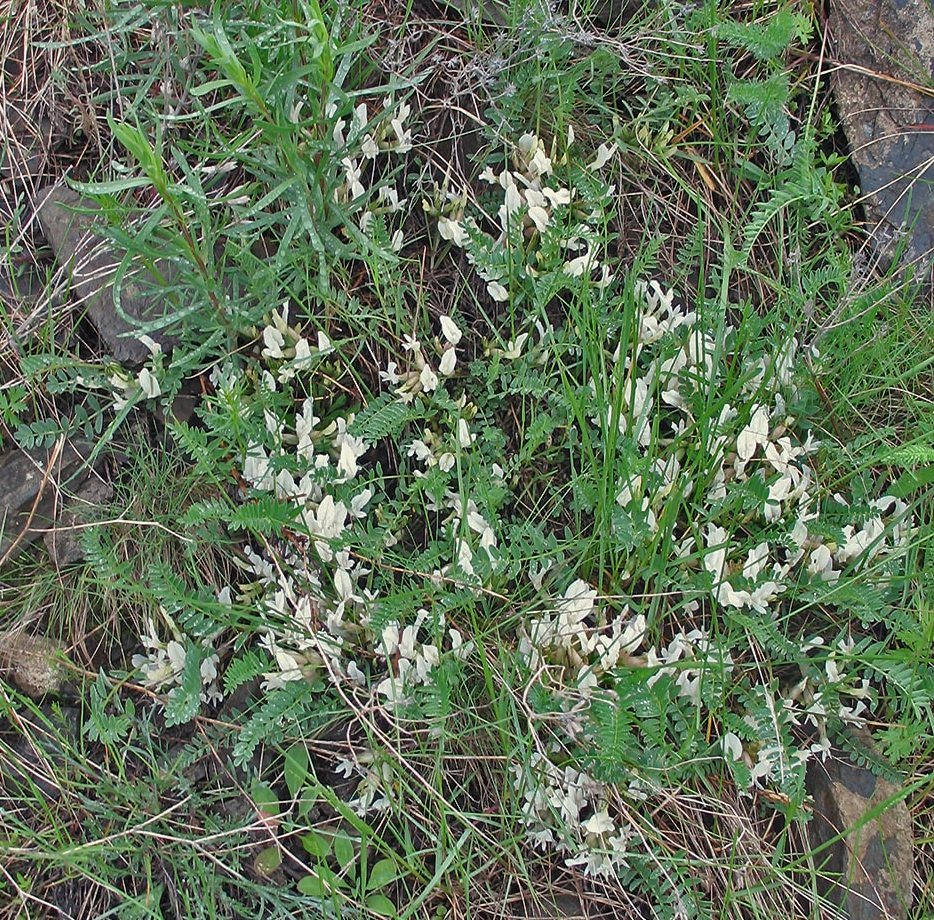 Image of Astragalus rupifragus specimen.