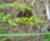 Carex elongata