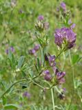 Medicago sativa