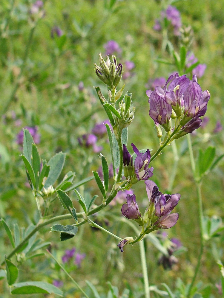 Изображение особи Medicago sativa.